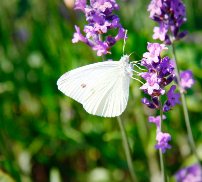Schermafbeelding 2015-08-01 om 08.34.40